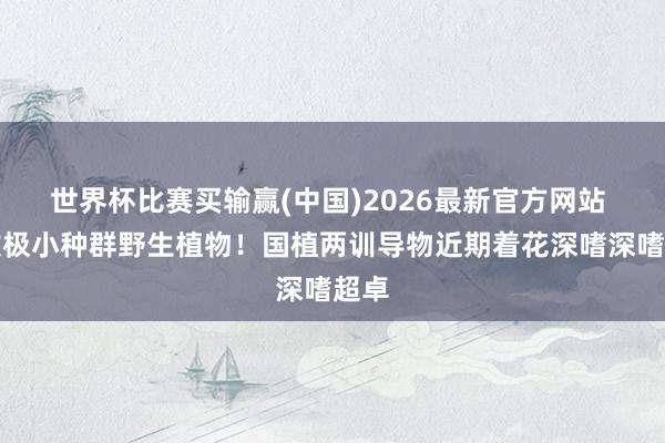 世界杯比赛买输赢(中国)2026最新官方网站 提拔极小种群野生植物！国植两训导物近期着花深嗜深嗜超卓