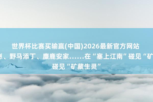 世界杯比赛买输赢(中国)2026最新官方网站 雪豹产崽、野马添丁、麋鹿安家……在“塞上江南”碰见“矿藏生灵”